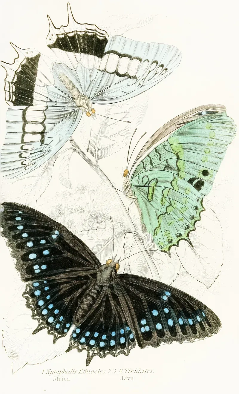 vintage summer4295.webp