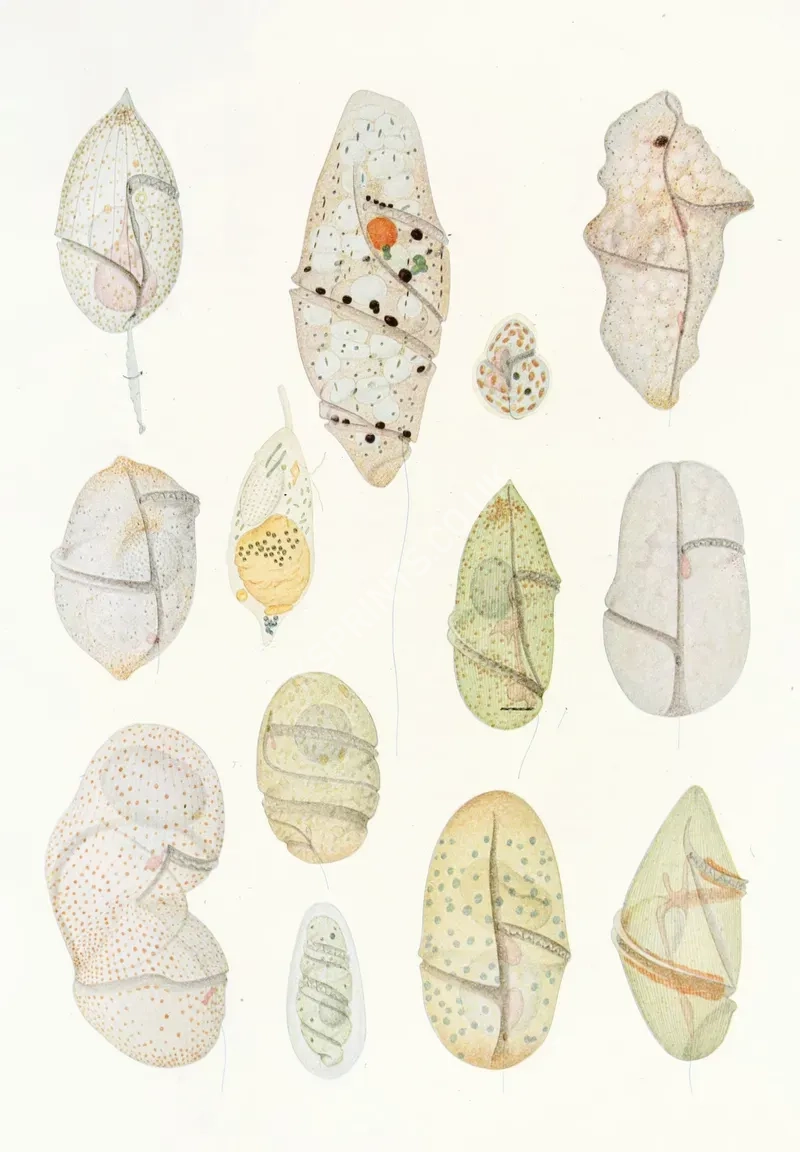 vintage summer4320.webp